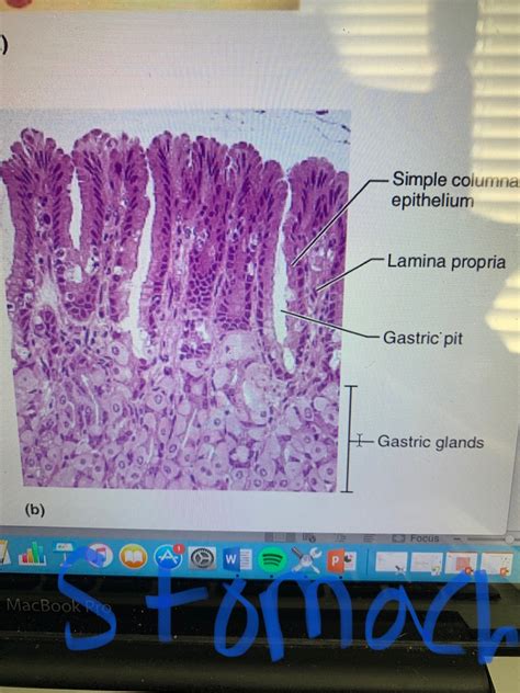 Anatomy Histology For Final Lab Exam Flashcards Memorang