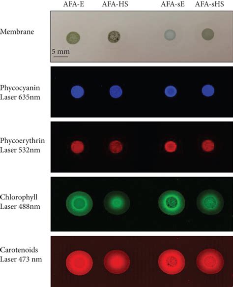 Fluorescence Measures And Absorbance Quantification Of Afa Extracts