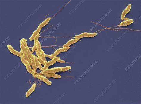 Campylobacter Jejuni Bacteria Sem Stock Image F0127514 Science