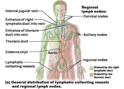 Immune And Lymphatic Systems Anatomy Of The Immune And Lymphatic