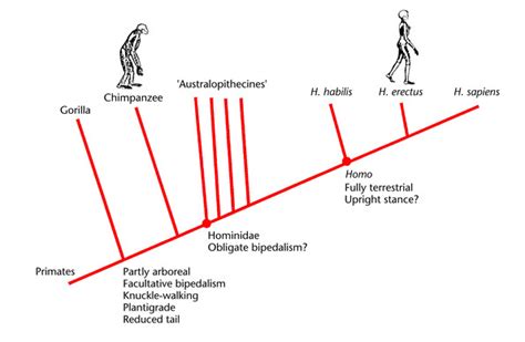 Evolution Of Bipedalism In Hominids Key Features Are Plotted On The