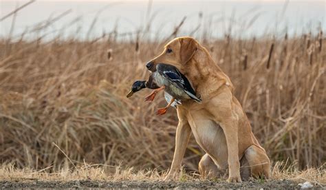 The Essential Duck Hunting Dog Openaccessmanifesto