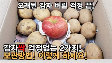 감자 보관법 감자 싹 걱정 없는 2가지 보관방법 상하지 않게 오래 보관하는 방법 너무 간단 합니다 potato