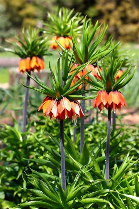 Crown Imperial Flowers Fritillaria Imperialis Stock Photo Image Of