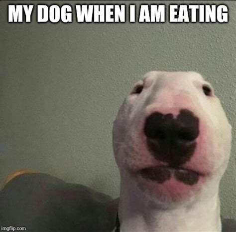 Image Tagged In Staring Forward Dog Imgflip