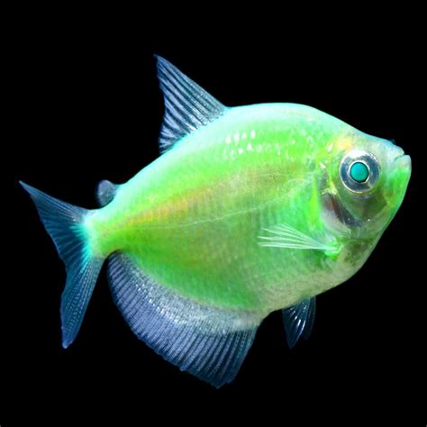 Neon Green Fish Ubicaciondepersonascdmxgobmx