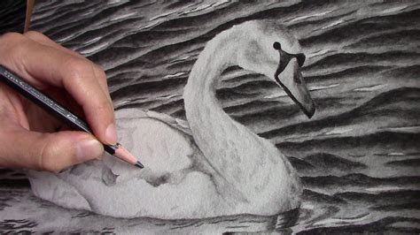 Time Lapse Drawing Of A Young Swan Water Soluble Graphite Pencils
