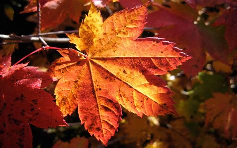 Fondos De Pantalla Otoño Hojas Naturaleza Rojo Plantas