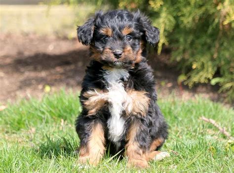 Our puppies are raised in our home as part of our family with an enormous amount of love and socialized with adults, children, and other dogs. Clay | Aussiedoodle - Mini Puppy For Sale | Keystone Puppies