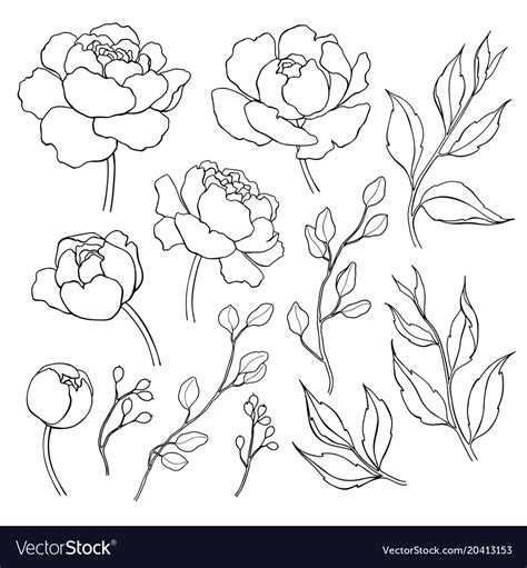 Peony Flower And Leaves Line Drawing Hand Vector Image