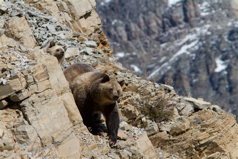 Wild Grizzly Bear Glacier National Park