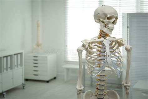 Human Skeleton Model In Orthopedist`s Office Stock Photo Image Of