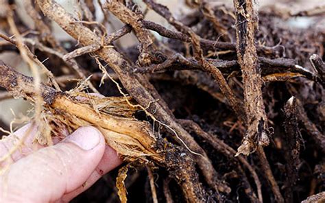 Tree Root Rot Causes Symptoms And Treatments