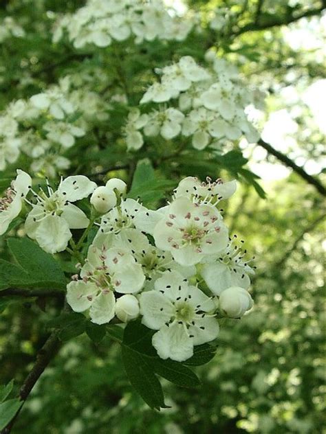 Rhaphiolepis (hawthorn), a genus of about 15 species of evergreen shrubs and small trees in the family rosaceae. Hawthorn