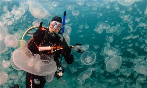 8 Ways To Cure Jellyfish Stings Diventures Magazine