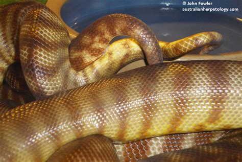 Woma Python Aspidites Ramsayi