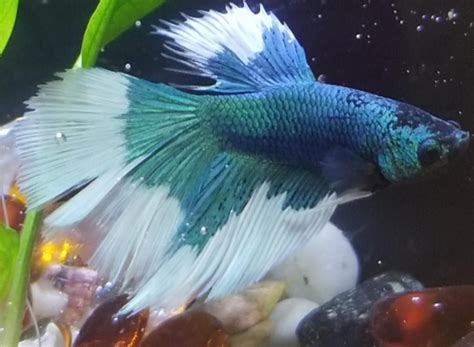 Fin rot is a bacterial infection. Help! New Butterfly Betta from PetSmart. I know that pet ...