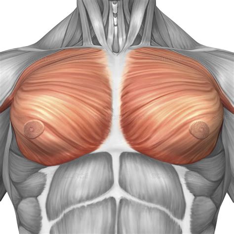 Learn about each muscle, their locations & functional anatomy. Male Chest Muscles Diagram - Shoulder And Chest Muscles ...