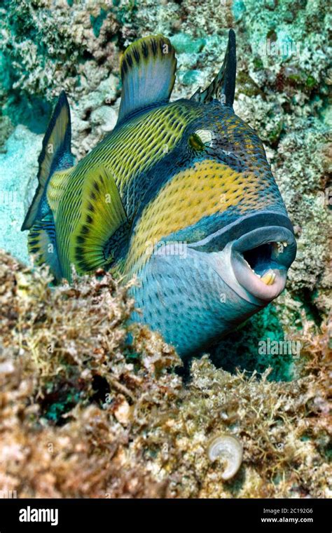 Titan Triggerfish Balistoides Viridescens Stock Photo Alamy