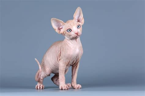 8 Sphynx Cat Colors An Overview With Pictures Hepper