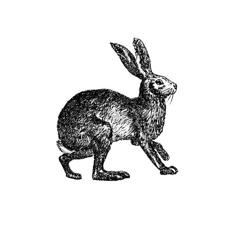 Vintage Victorian Style Rabbit Engraving Free Stock Illustrations