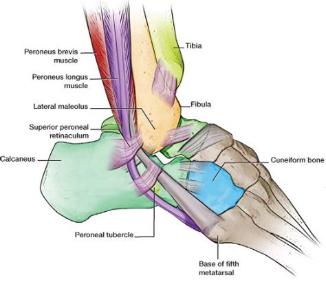 Peroneus Longus And Brevis Tendons Hot Sex Picture