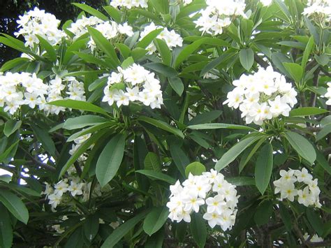 Plumeria Alba White Frangipani World Of Flowering Plants