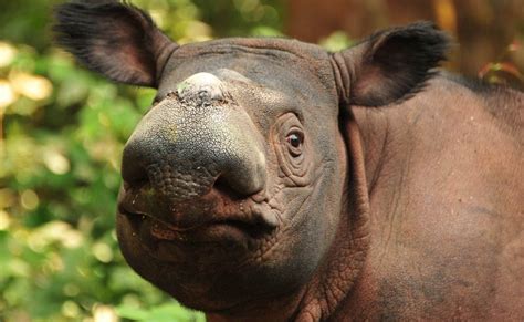 Saving Sumatran Rhinos International Rhino Foundationinternational