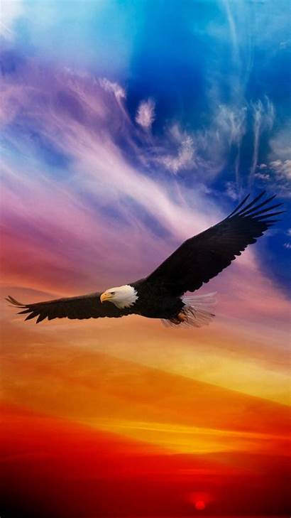 Eagle Iphone Bald Wallpapers Resolution 3d Patriotic