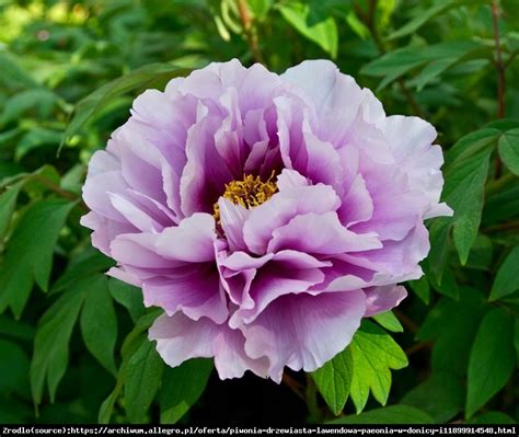 Piwonia drzewiasta japońska lawendowe KWIATY szczepiona Paeonia