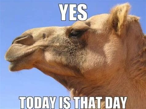 17 hilarious hump day memes to help you get to the weekend wednesday humor happy wednesday