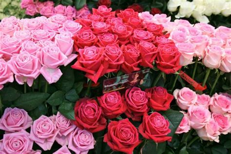 Buket Bunga Mawar Pink Toko Bunga Rawa Belong Florist