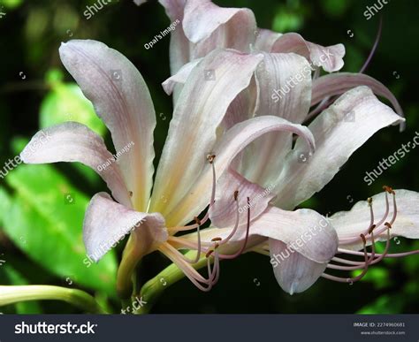 Naked Lady Lily These Plants Known Stock Photo Shutterstock