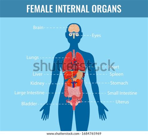 Human Internal Organs Icons Set Human Stock Vector Royalty Free