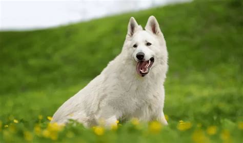 White German Shepherd From Puppy To Pal The Complete Guide