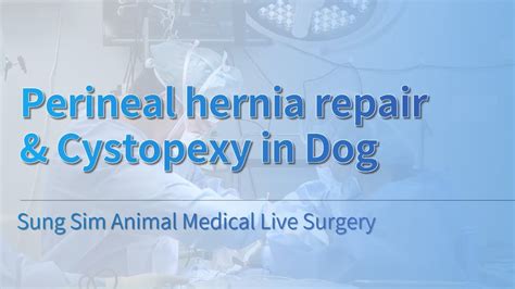 Warning Perineal Hernia Repair And Cystopexy In Dog Sung Sim Animal