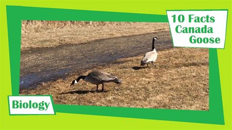 10 Facts About The Canada Goose Youtube