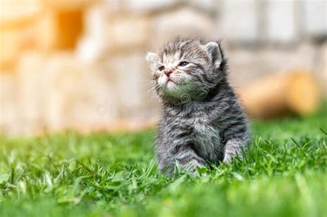 Kitten In The Green Grass Stock Image Image Of Bushy 183362691
