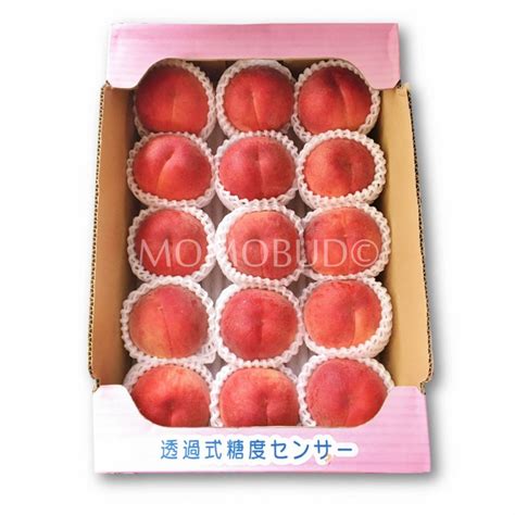 Japanese Natsukko White Peach Large Daitouryou Grade — Momobud