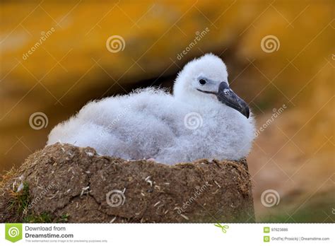 Small Albatross In Nest Cute Baby Of Black Browed Albatross
