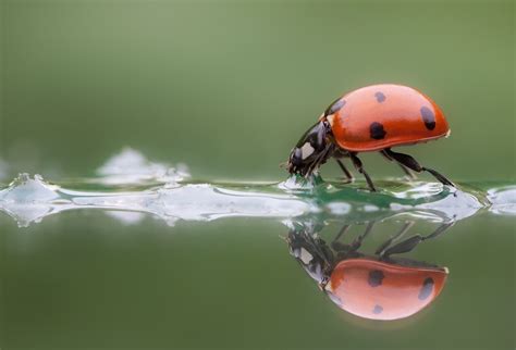 Join The Close Ups In Nature Photo Contest And Win Prizes By Focal