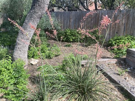 Plant List For Xeriscape Gardens And Landscape In San Antonio