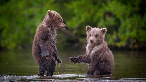 Two Brown Bear Cubs In River Kamchatka Krai Russia Windows 10 Spotlight Images
