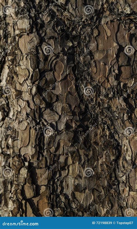 Pine Tree Bark Texture Stock Image Image Of Forest National 72198839