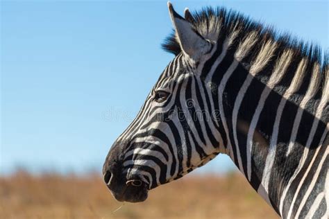 Zebra Portrait In The Wild Stock Photo Image Of Animal 98088004
