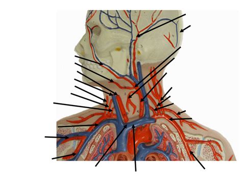 Thyrocervical Trunk Model