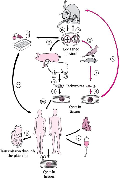 Figure Life Cycle Of Toxoplasma Gondii Msd Manual Consumer Version