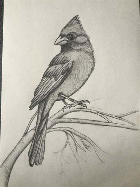 √ Easy Pencil Drawings Of Birds