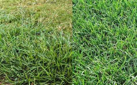 Crabgrass And Bermuda Grass