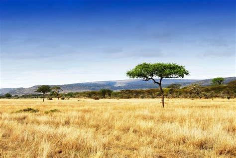 What And Where Is A Savanna Savanna Habitats Grassland